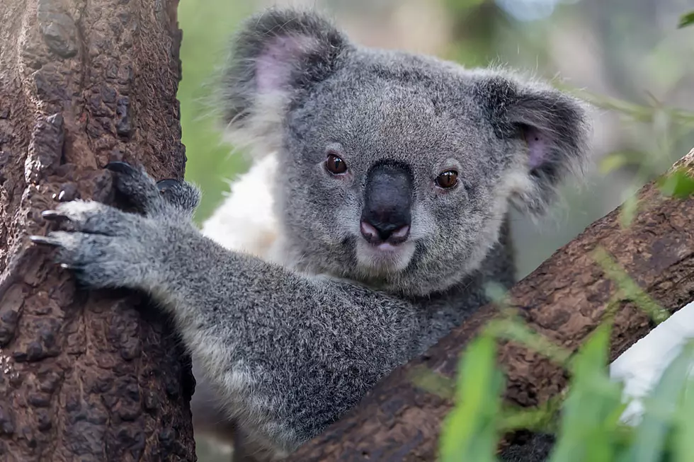 Illinois Zoo Welcomes Koalas For 1st Time In 90-Year History