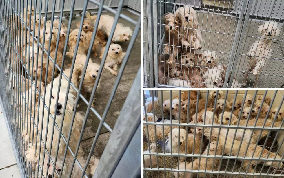 6 Animal Rescues Housing 50+ Abandoned Dogs From Belvidere