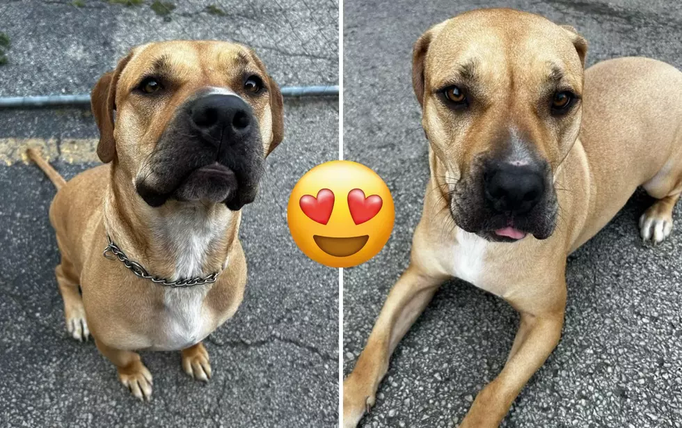 4th Time Resident At Rockford Animal Shelter Looking For Furever Home
