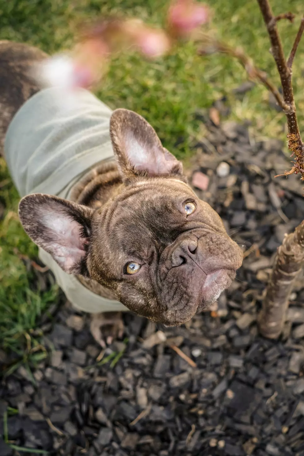 These ‘Easygoing and Adaptable’ Pups Are Illinois’ Most Popular Dog Breed