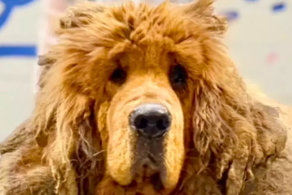 Chicago Rescue Saves Giant Tibetan Mastiff Burdened by 34 Pounds of Matted Fur