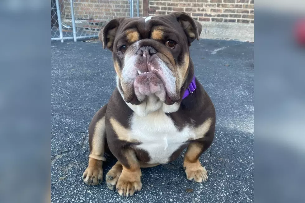 ‘I’m A Pretty Chill Guy': Rockford Dog’s Hilarious Bio Lands Him Furever Home