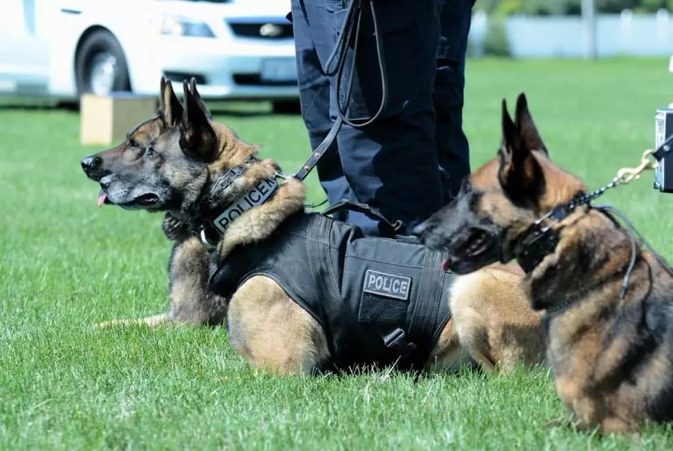 Is Shooting a K9 Officer the Same as Shooting a Human Officer In Illinois?
