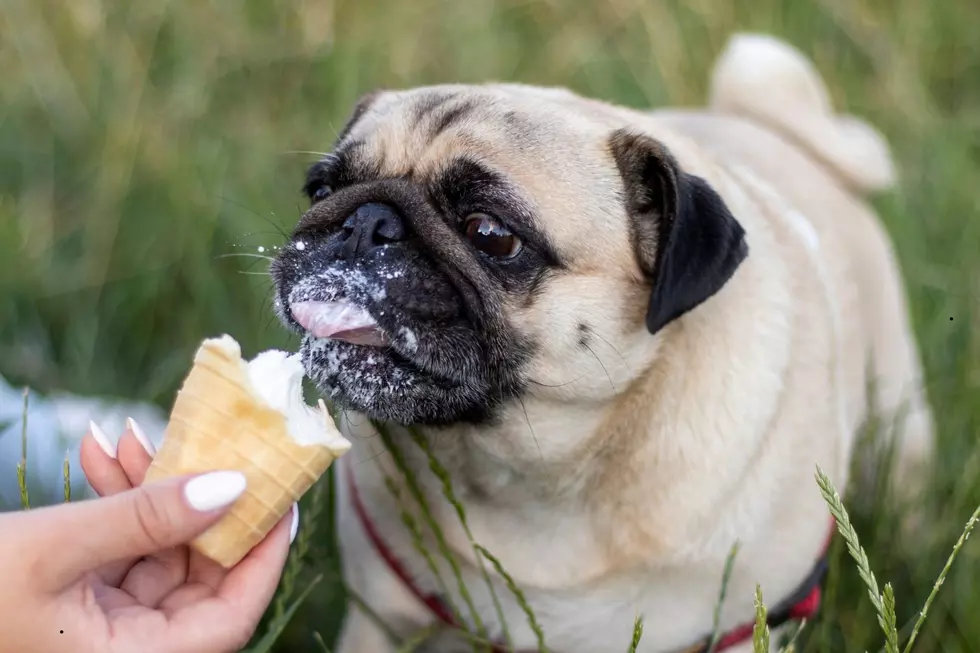 Rockford Animal Shelter’s Adorable “Field Trips” for Adoptable Pets