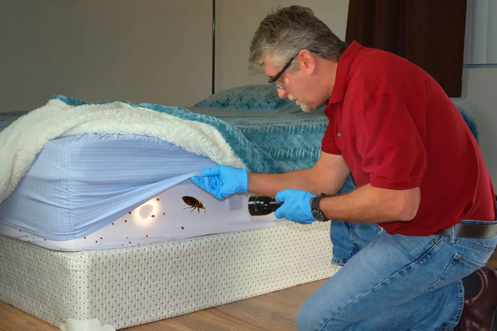 Here’s When Bed Bugs Are The Most Active In Illinois