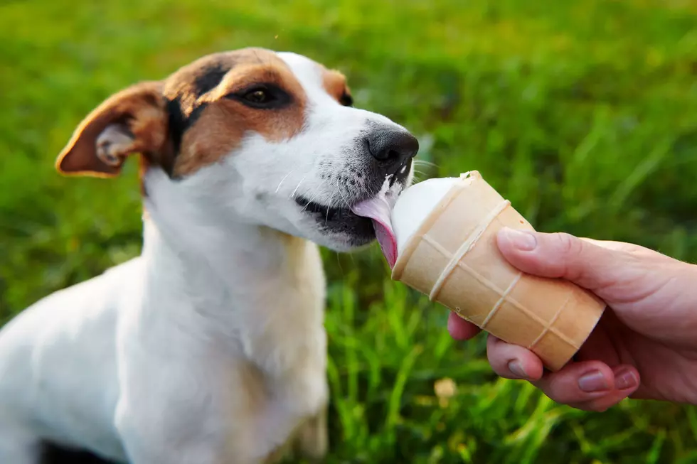 Where to Get Your Dog a Pup Cup in the Rockford Area