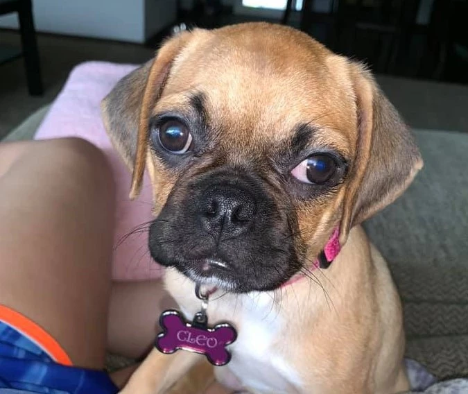 Please Help Find Rockford Dog Missing After Car Accident