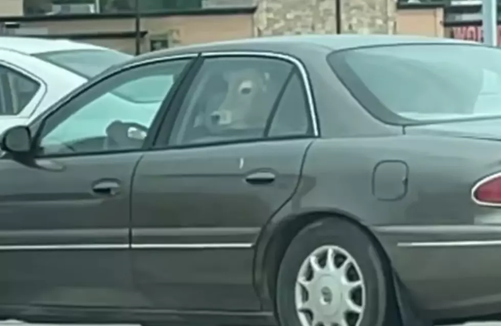 Multiple Cows Spotted in the Backseat of a Car in a Wisconsin Fast Food Drive-Thru